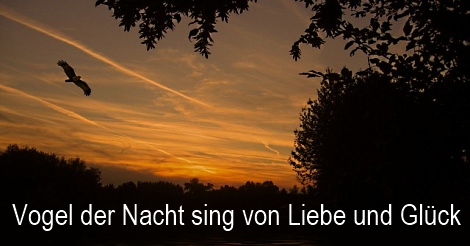 Songtext Vogel der Nacht von Stephan Remmler